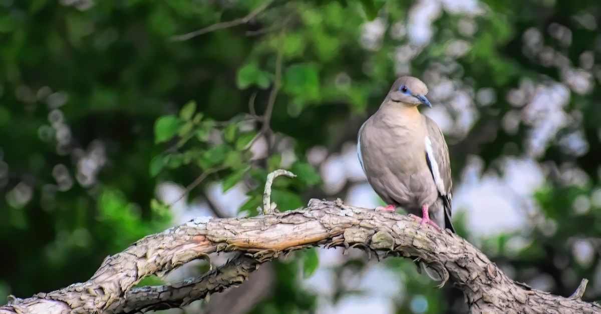 doves in delaware