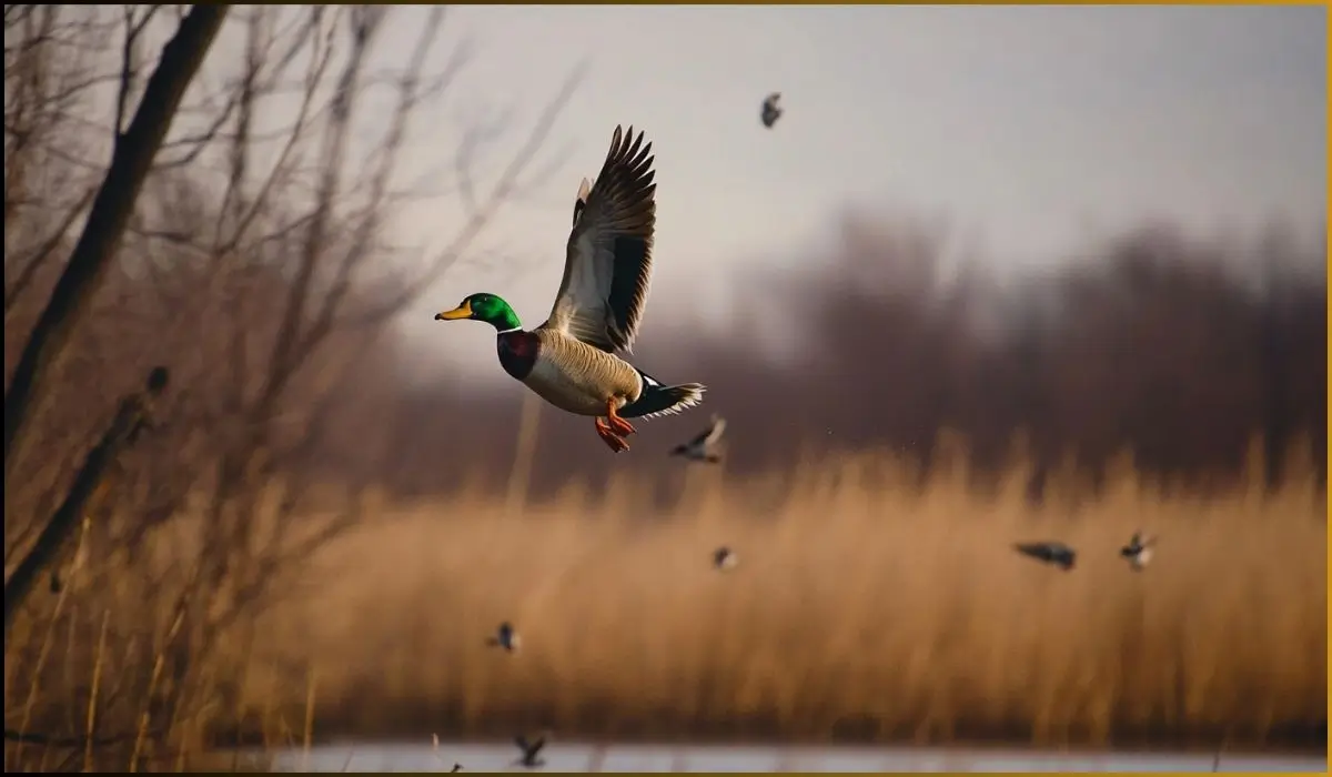 Duck hunters in Kansas wetlands preparing for the 2024 hunting season with gear and decoys