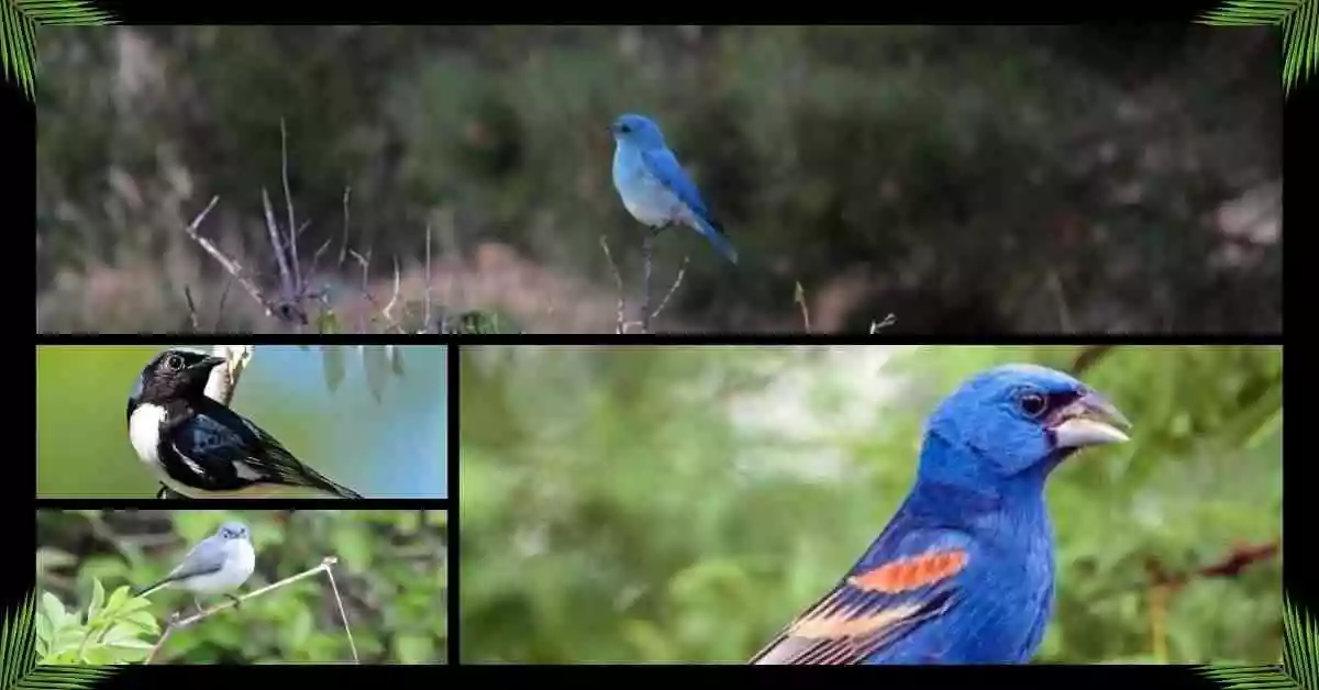 small blue birds in Florida