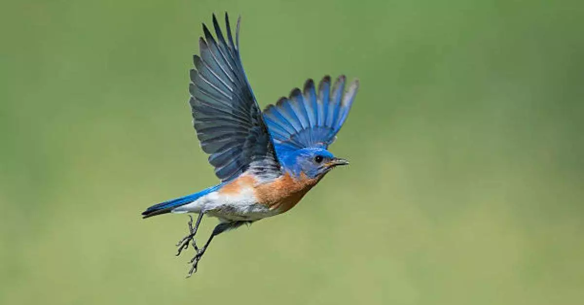 Blue Birds in Central Florida