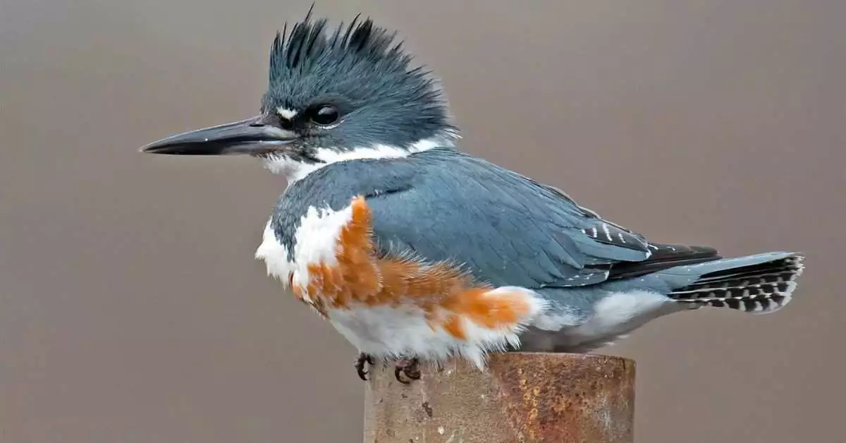 Blue Birds in North Florida