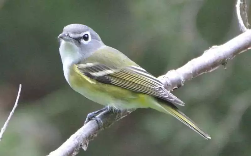 Blue-headed Vireo