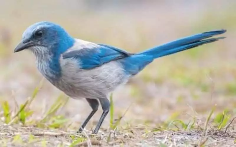 Florida Scrub Jay