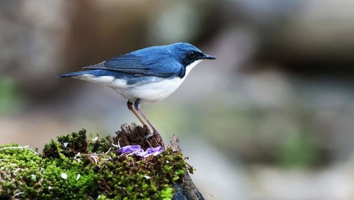 Blue Birds in Va