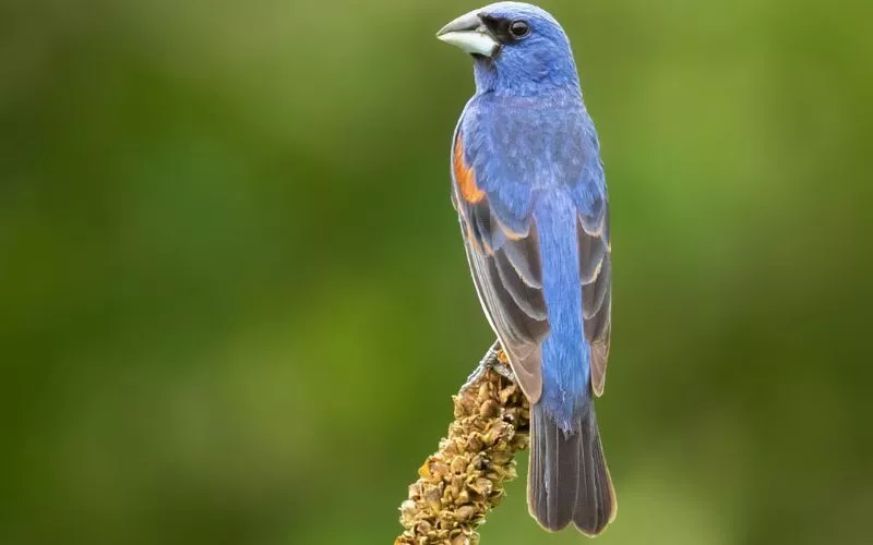 Blue Grosbeak