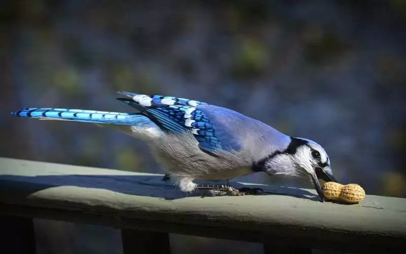 Blue Jay