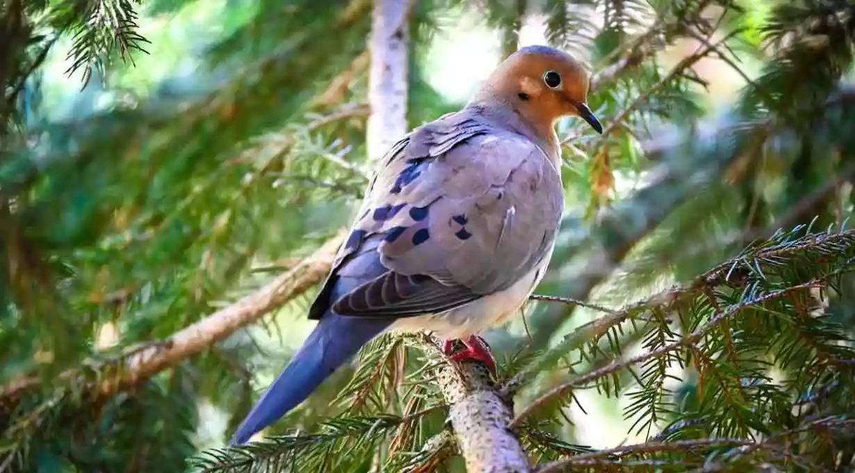 Doves That Sound Like Owls