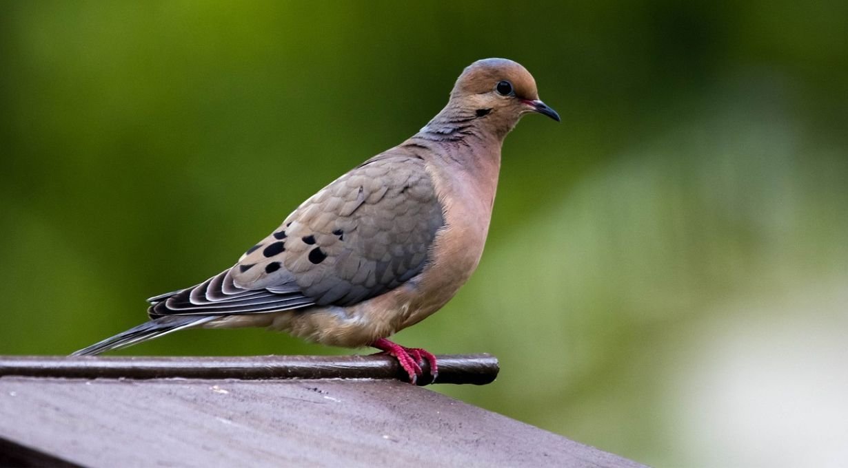 Doves in Georgia