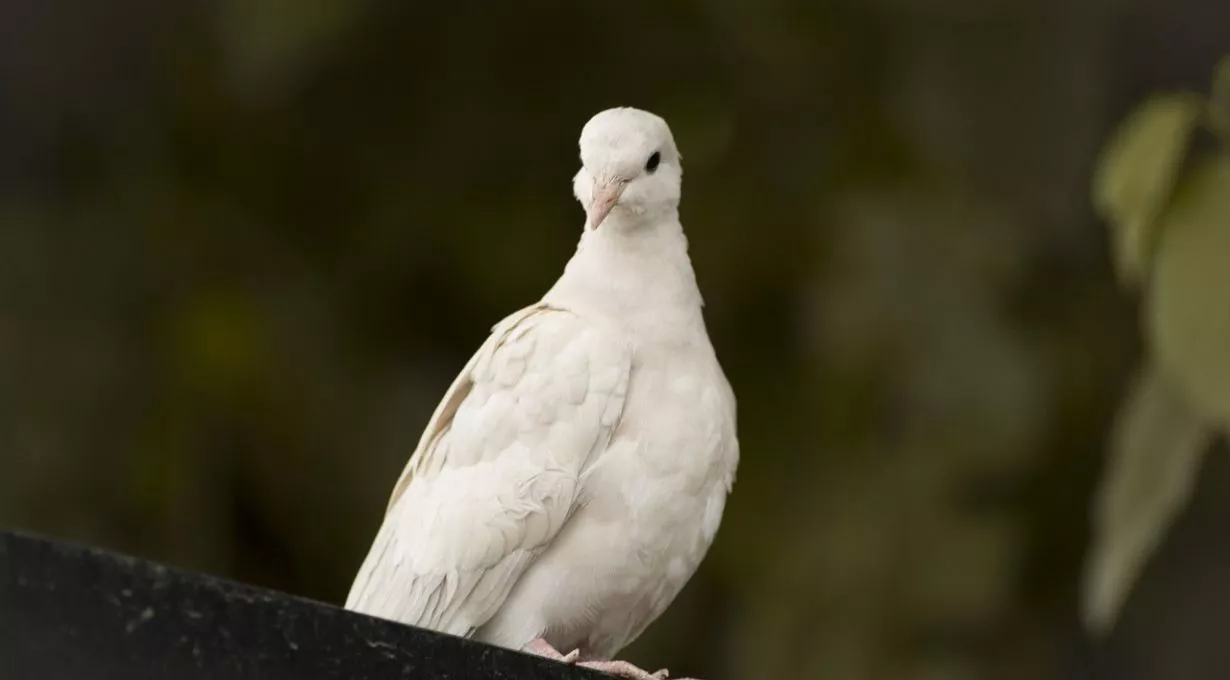 Doves in Illinois