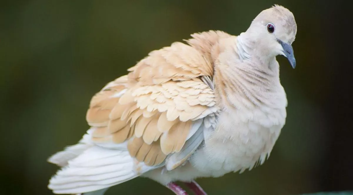 Doves in Indiana