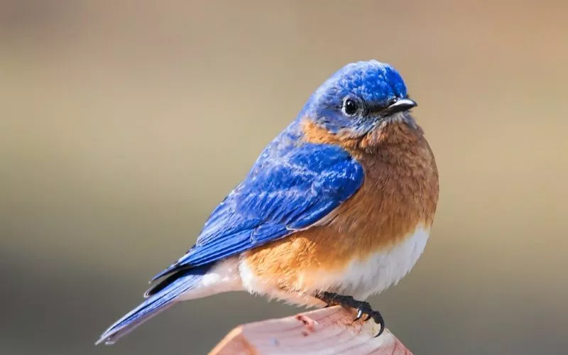 Eastern Bluebird