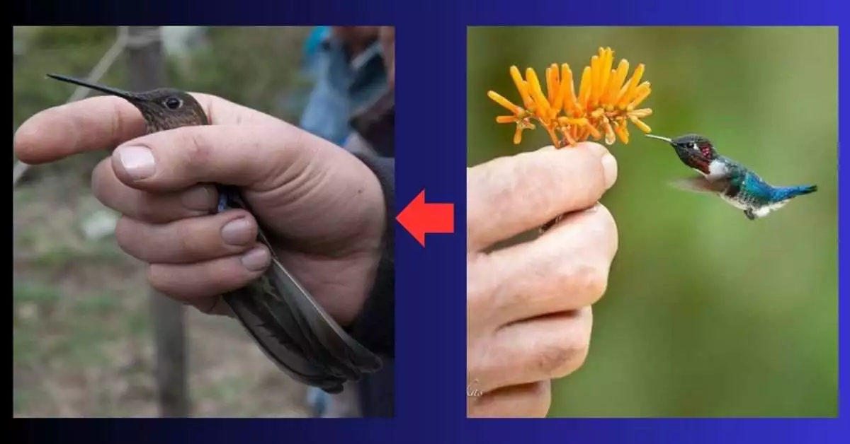 Hummingbirds Size