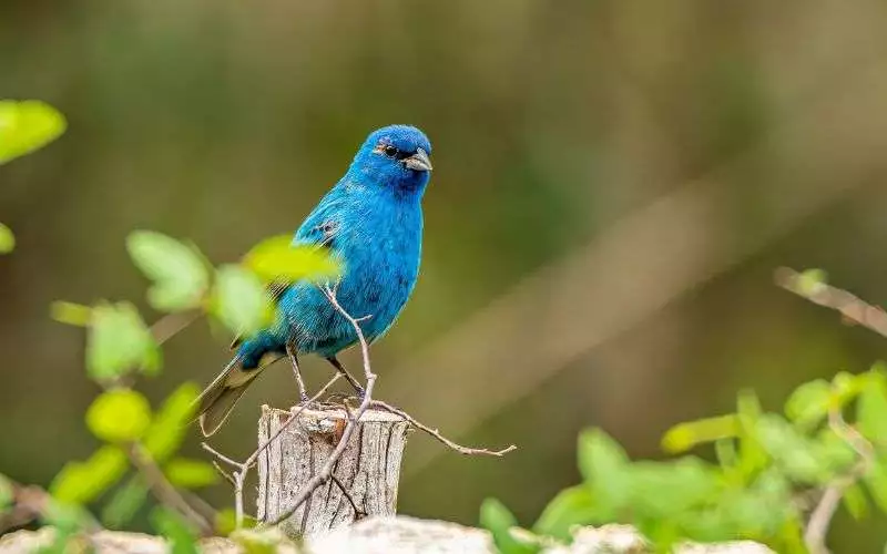 indigo bunting