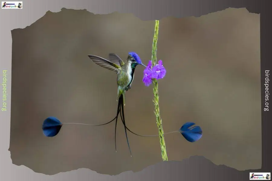 Marvelous Spatuletail 