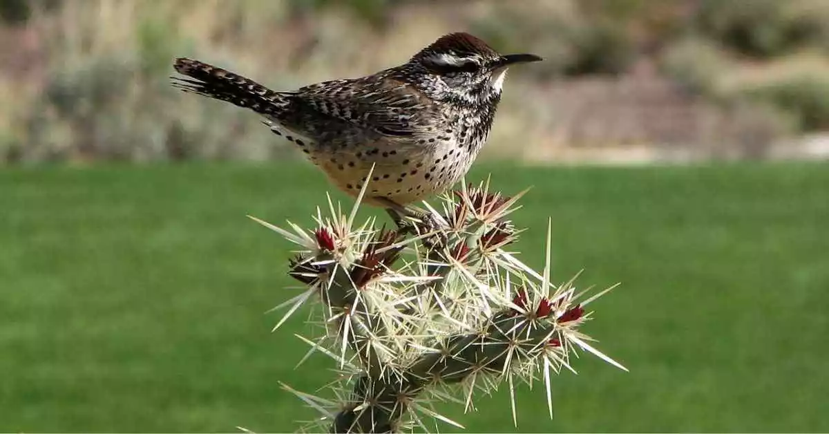 State Bird of Arizona