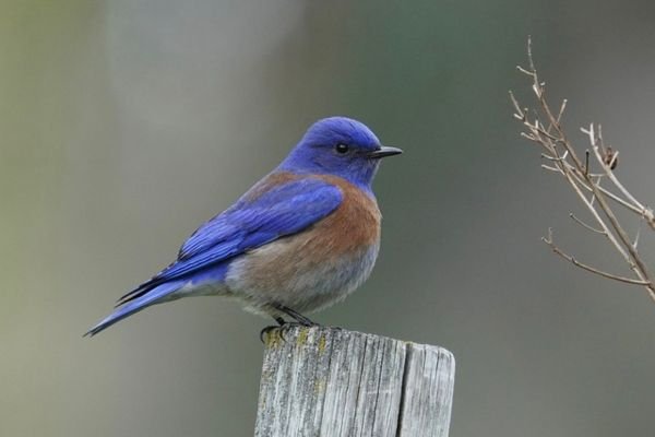 western bluebird