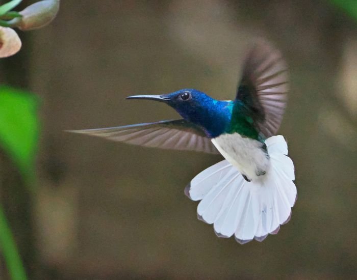 White-necked Jacobin