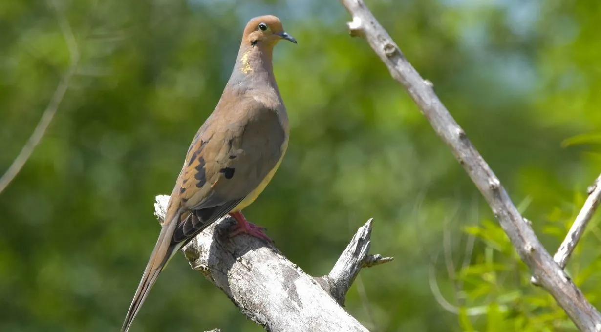 doves in idaho