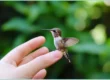 Colorful hummingbird in mid-flight, sipping nectar from a vibrant flower