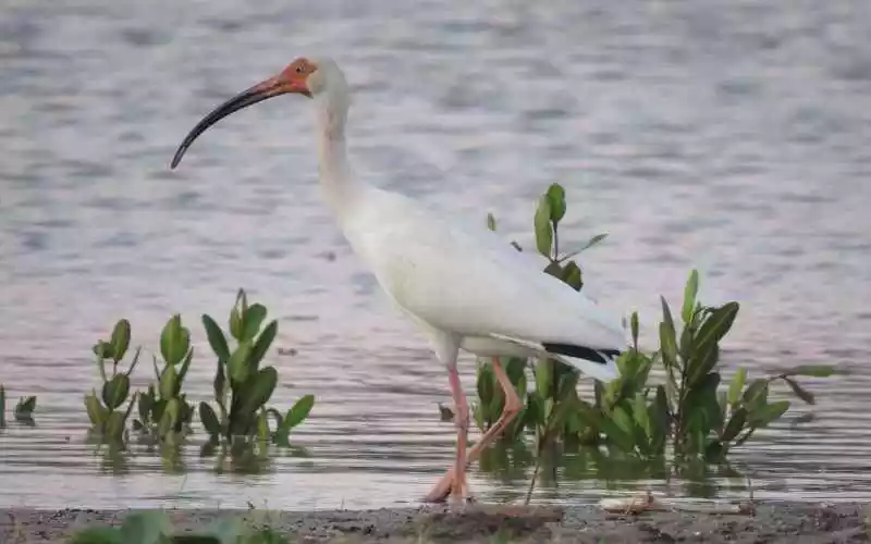 American White Ibis