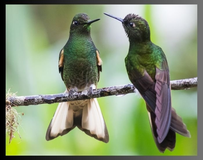 Buff-tailed Coronet