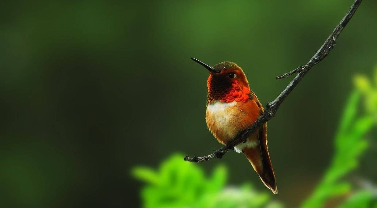 When Hummingbirds Leave Alaska