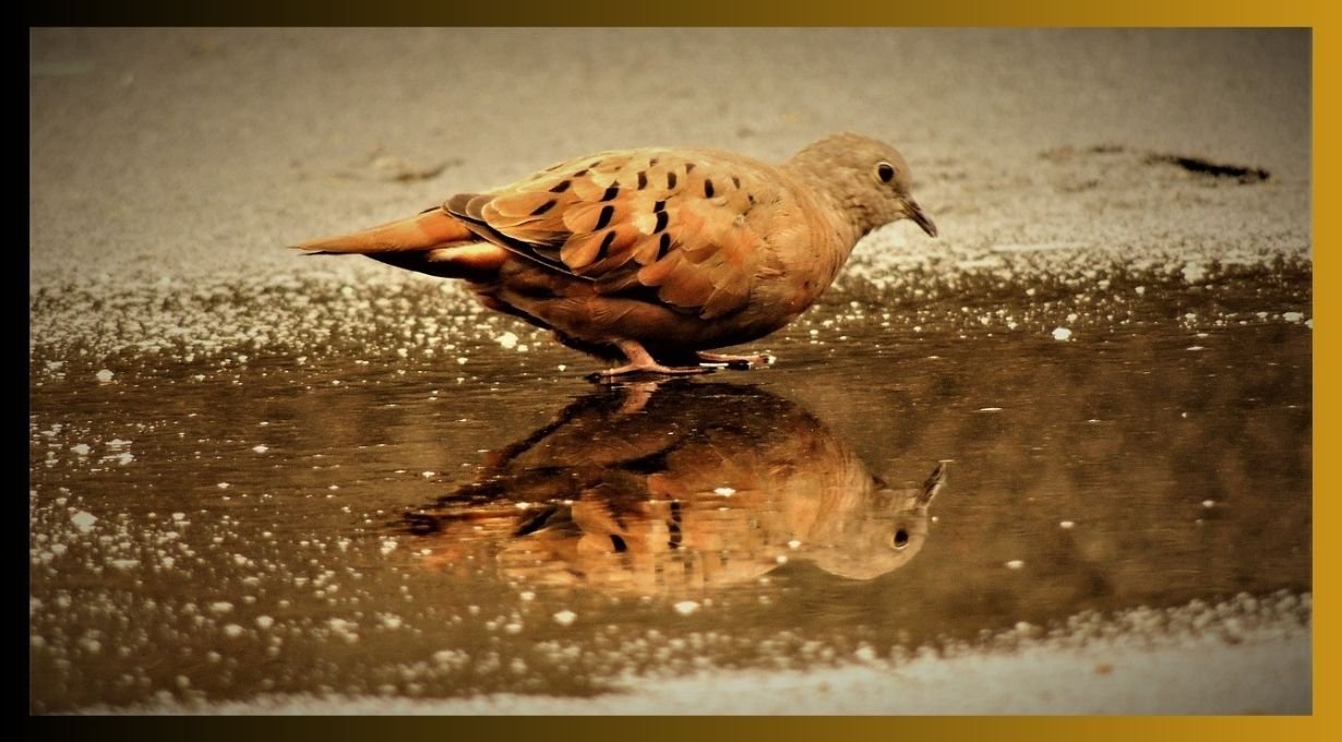 Doves in Kentucky