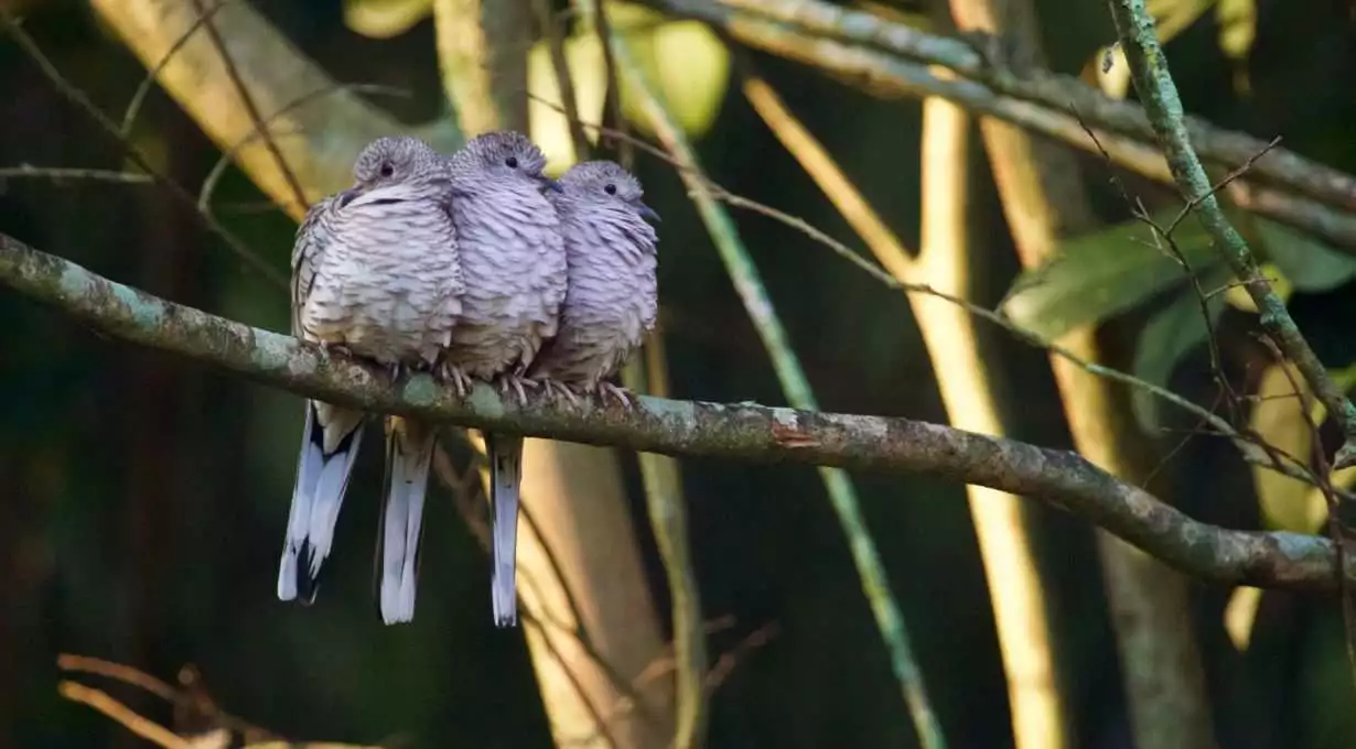 Doves in Louisiana