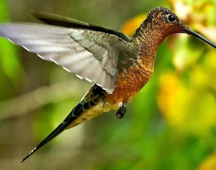 Giant Hummingbird