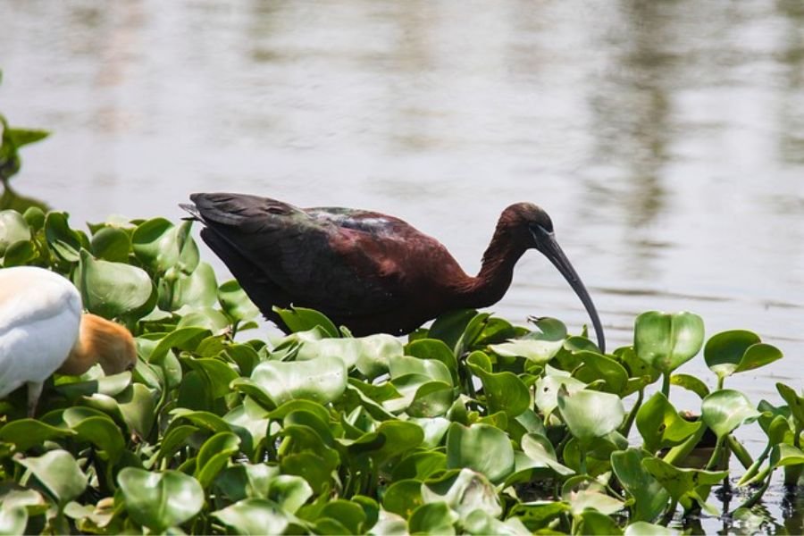 Glossy Ibis