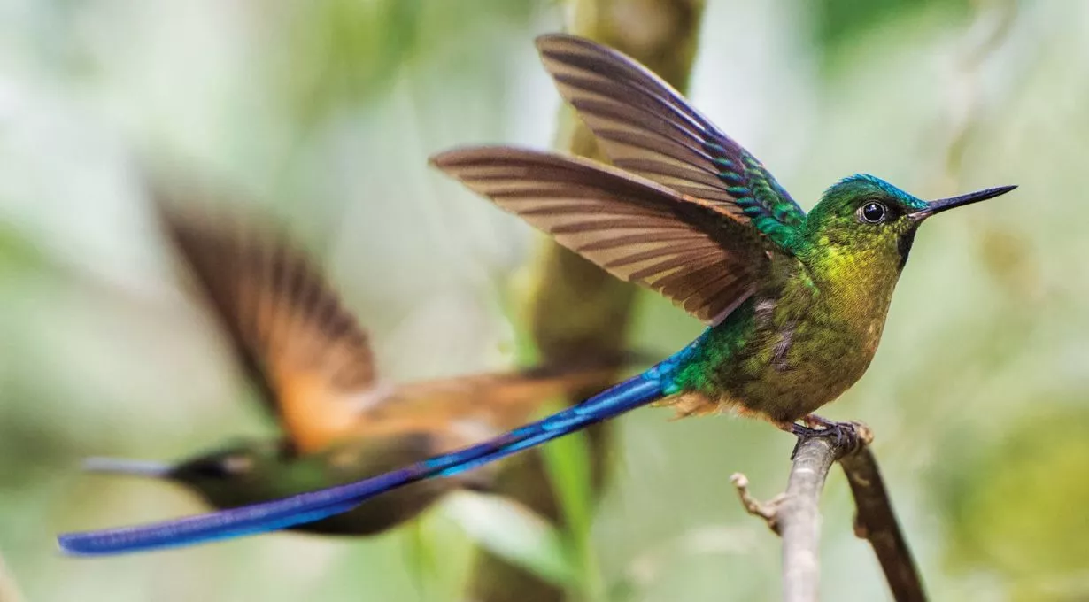 Hummingbirds with Long Tails