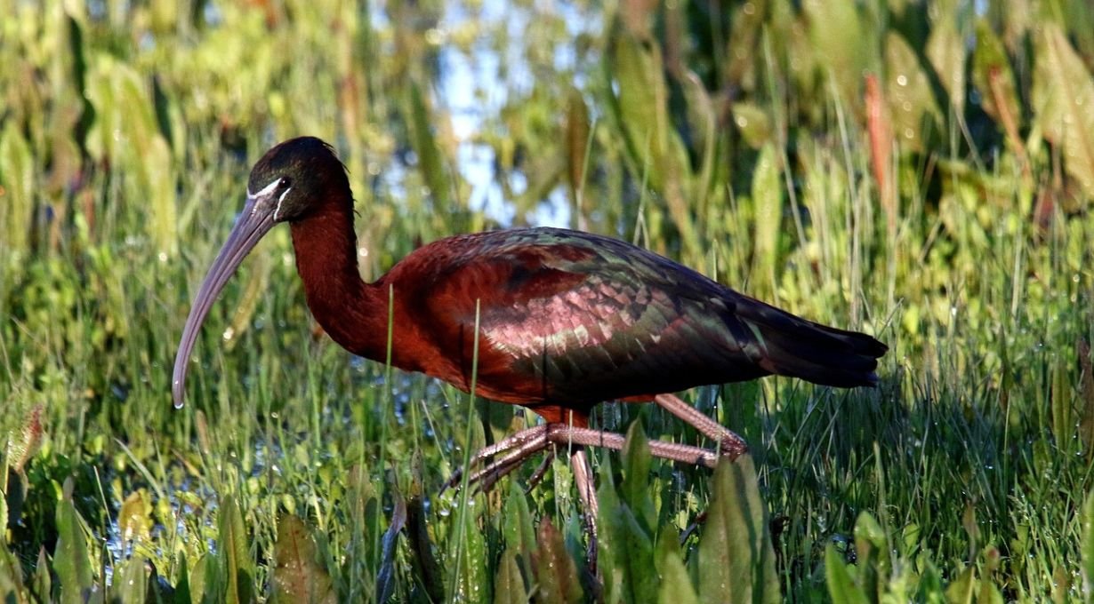 Types of Ibis in Alabama