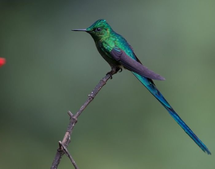 Long-tailed Sylph