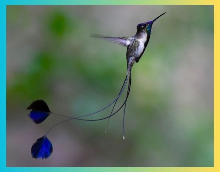 Magnificent Spatuletail