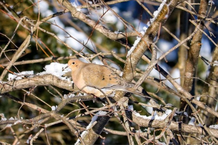 Mourning Doves in Massachusetts