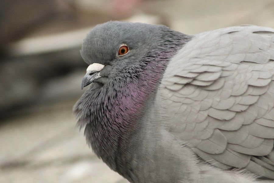 Rock Pigeons in Massachusetts