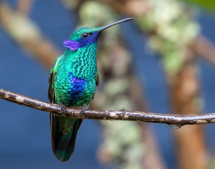 Sparkling Violetear