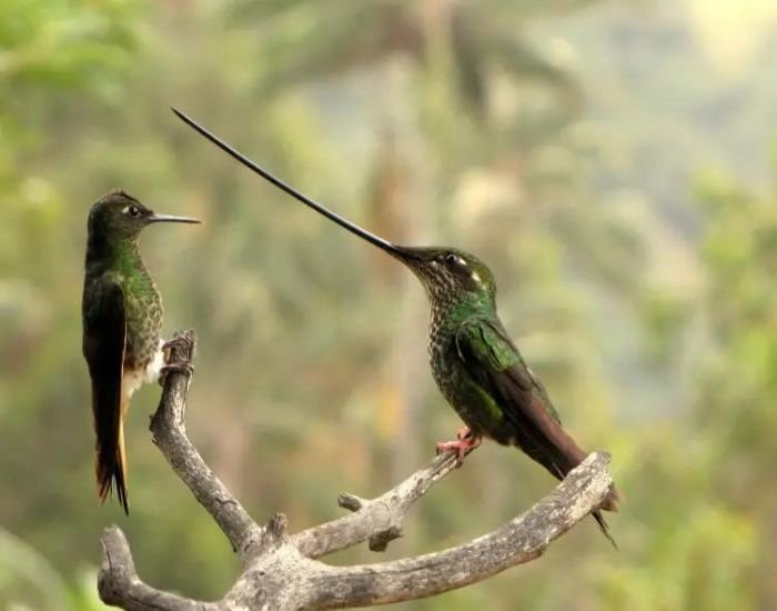 Sword Billed Hummingbird