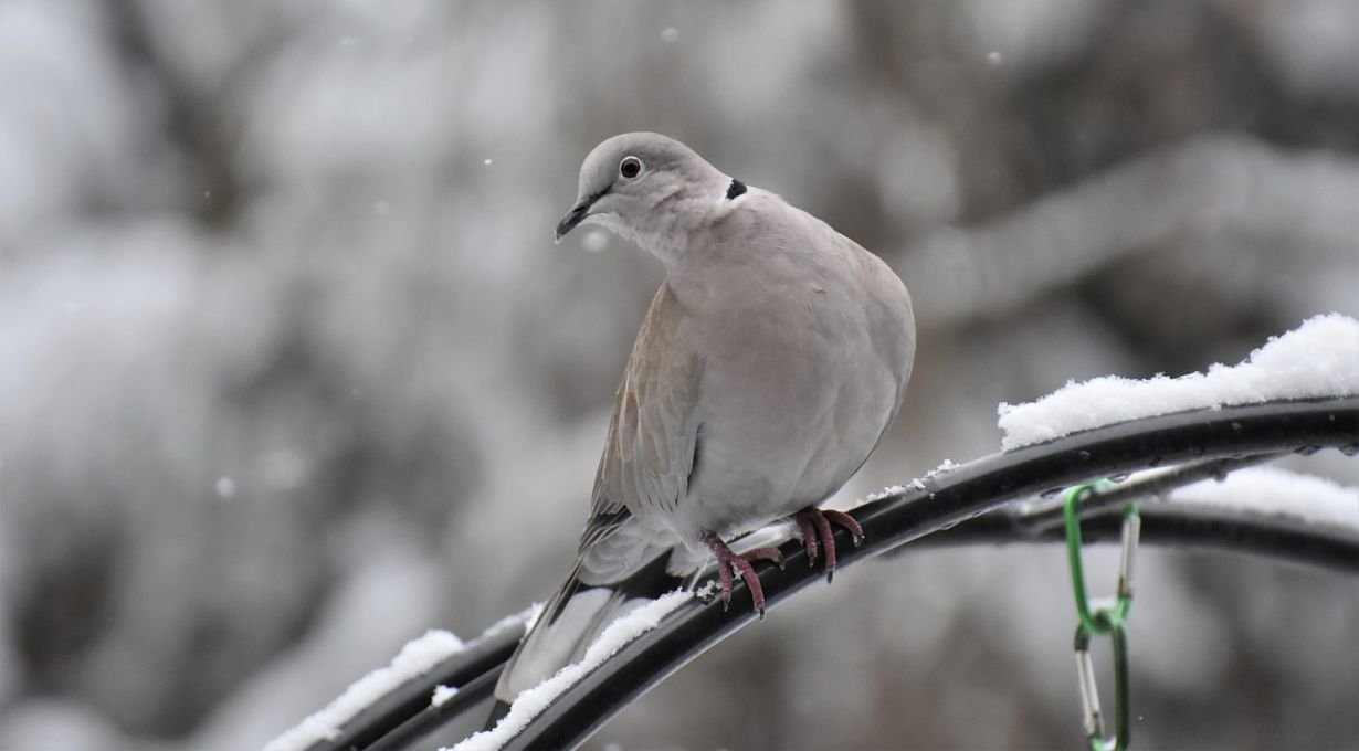 Doves in Iowa