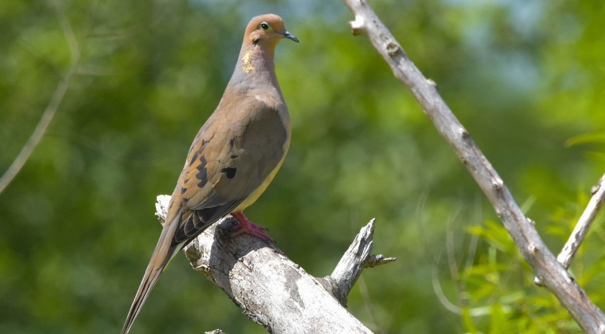 Types of Doves in Maine