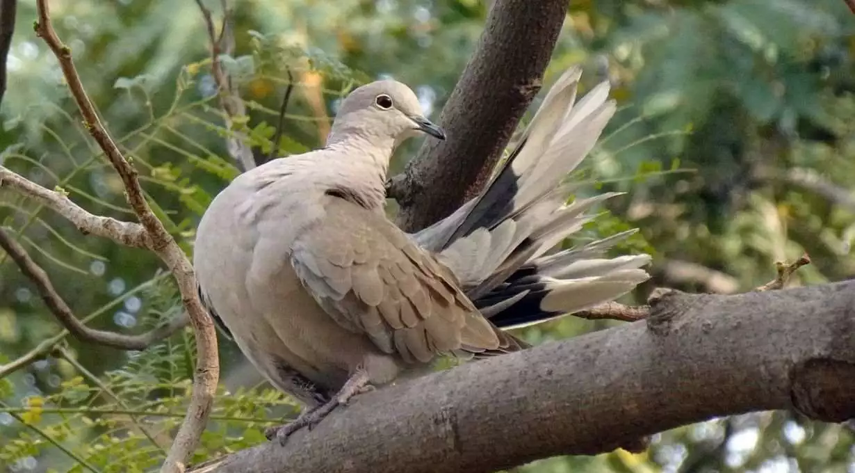 Types of Doves in Maryland