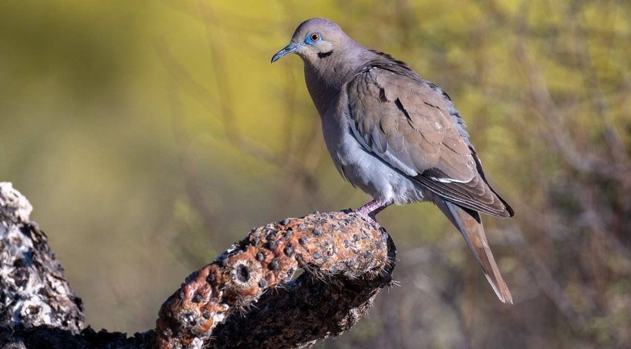 Types of Doves in Massachusetts