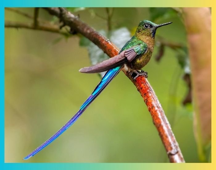 Violet-tailed Sylph