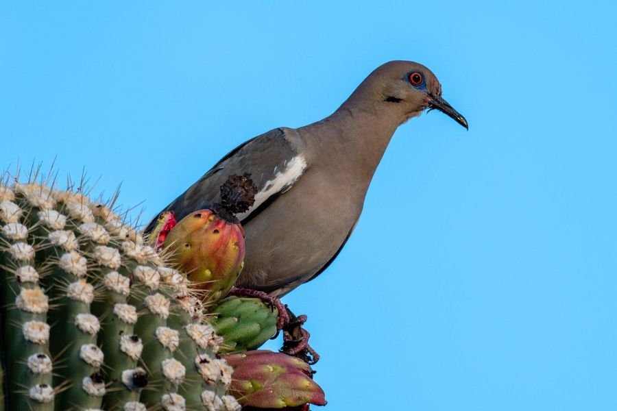 White-Winged Doves in Massachusetts