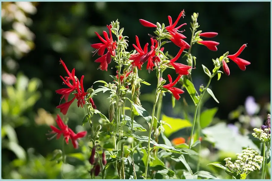 Hummingbird-friendly plants in bloom.