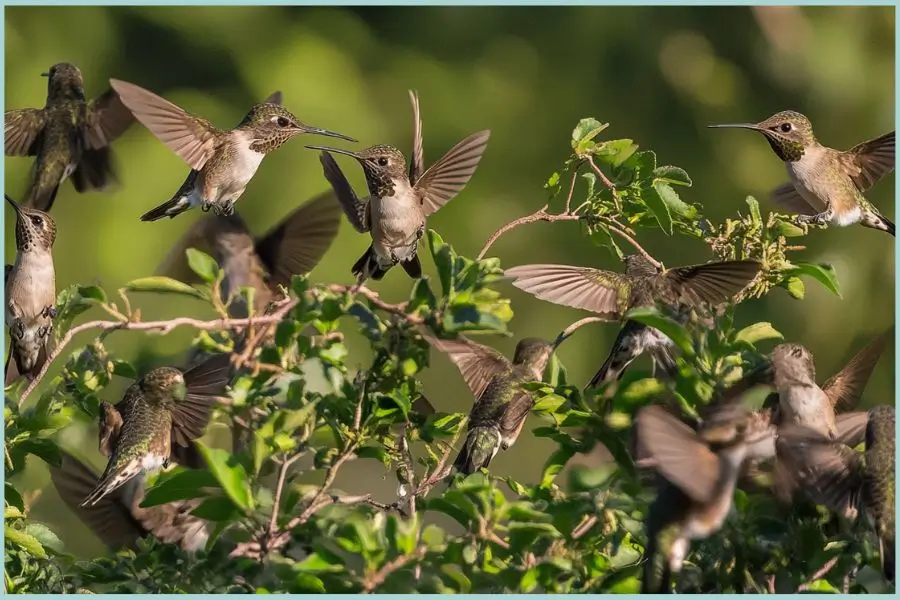 Infographic on the reasons for hummingbird migration.