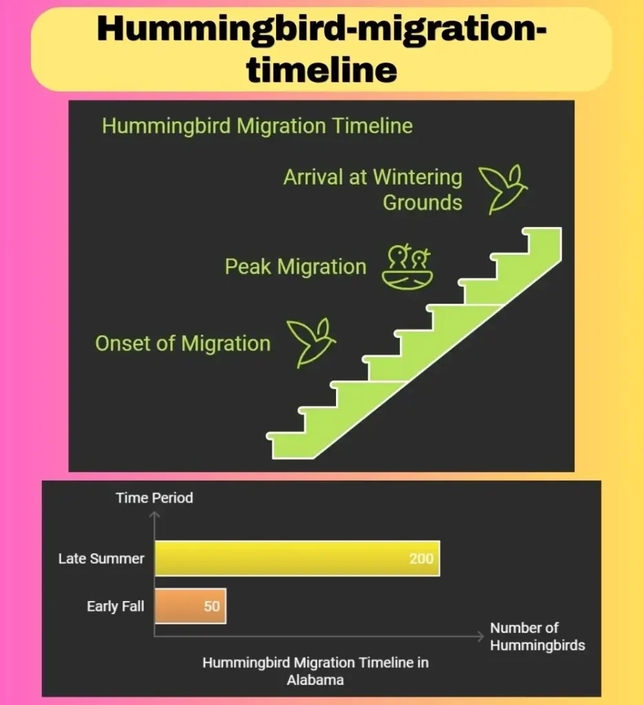 Timeline showing hummingbird migration from late summer to early fall.