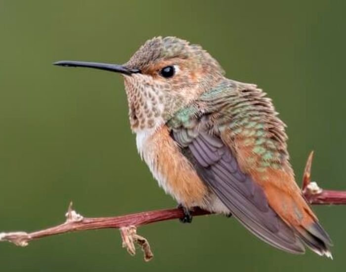 Allen's Hummingbird