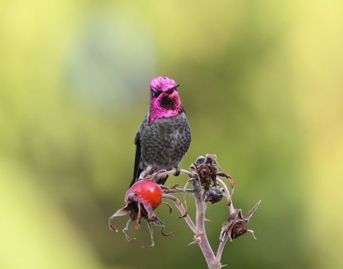 Anna's Hummingbird