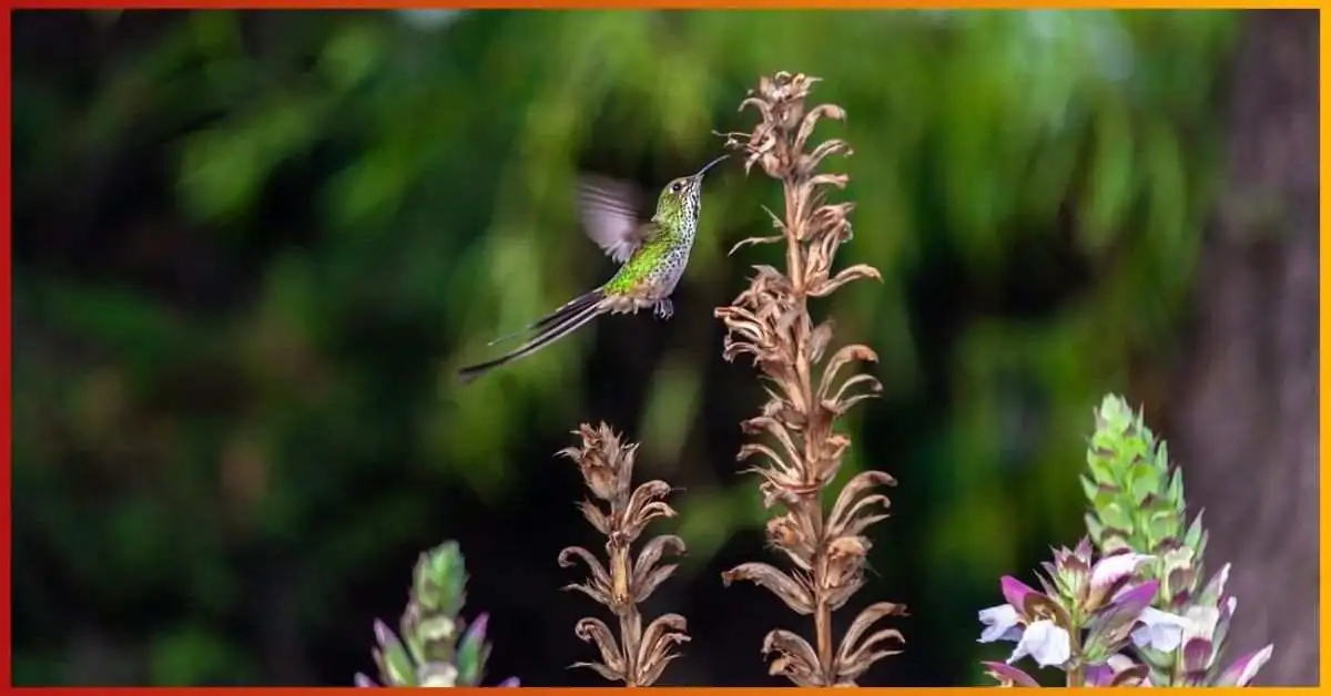 Attract Hummingbirds to My Yard in October